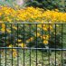 Stahlmattenzaun vor gelben Blumen.