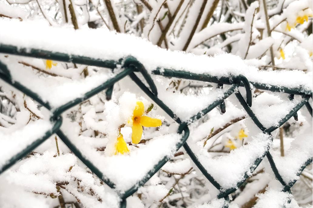 Zäune im Schnee: Gelbe Blüten einer Forsythie an einem Maschendrahtzaun im Schnee.