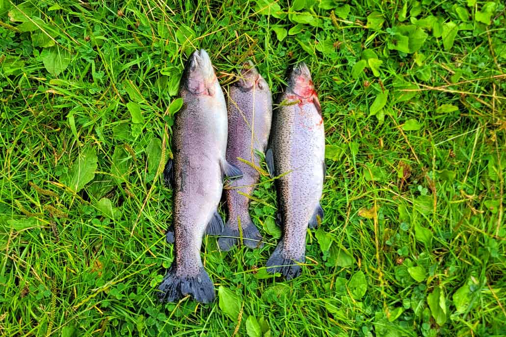 Drei geangelte Forellen liegen im Gras beim Ausflug zu Fischzucht Knutzen.