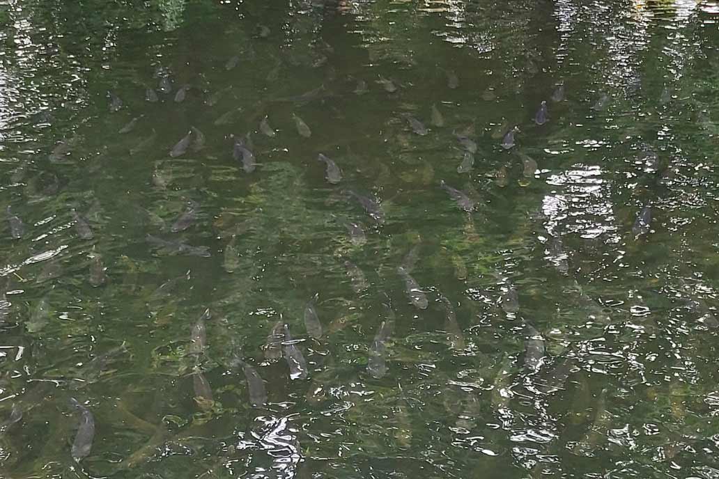 Viele Fische schwimmen unter der Wasseroberfläche.