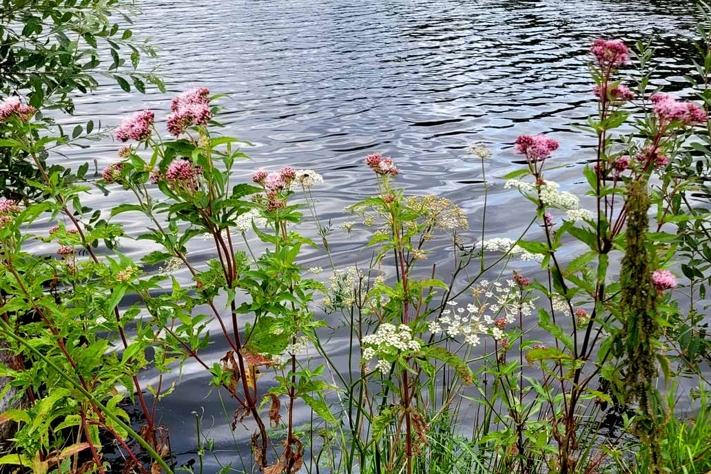 Blühende Uferstauden bei unserem Ausflug zu Fischzucht Knutzen in Hohenlockstedt.